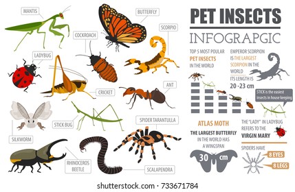 Pet insects info graphic. House keeping bugs, beetles, sticks, spiders and other. Vector illustration