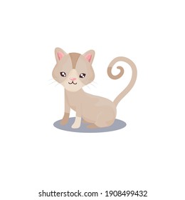 pet, little cat animal domestic white background vector illustration