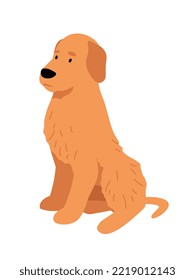 The pet obediently executes the "sit" command. Puppy of Golden Retriever. Side view of the dog