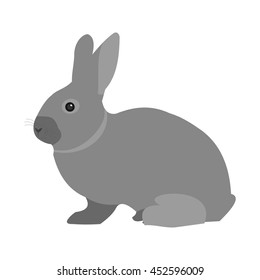 Pet Rabbit