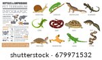 Pet reptiles and amphibians icon set flat style isolated on white. House keeping this animals collection. Create own infographic about pets. Vector illustration