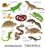 Pet reptiles and amphibians icon set flat style isolated on white. House keeping this animals collection. Create own infographic about pets. Vector illustration