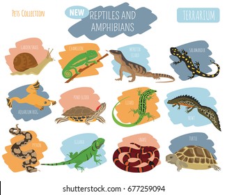 Pet reptiles and amphibians icon set flat style isolated on white. House keeping this animals collection. Create own infographic about pets. Vector illustration