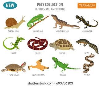 Pet reptiles and amphibians icon set flat style isolated on white. House keeping this animals collection. Create own infographic about pets. Vector illustration