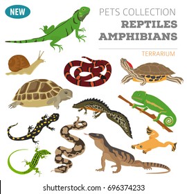 Pet reptiles and amphibians icon set flat style isolated on white. House keeping this animals collection. Create own infographic about pets. Vector illustration