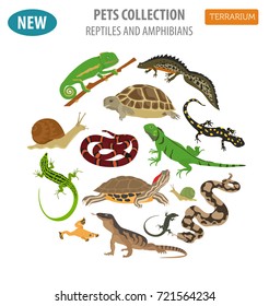 Pet reptiles and amphibians icon set flat style isolated on white. House keeping this animals collection. Create own infographic about pets. Vector illustration