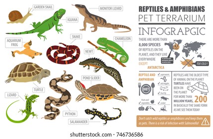 Pet reptiles and amphibians icon set flat style isolated on white. House keeping this animals collection. Create own infographic about pets. Vector illustration