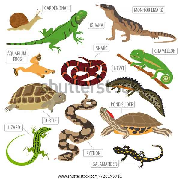 Pet reptiles and amphibians\
icon set flat style isolated on white. House keeping this animals\
collection. Create own infographic about pets. Vector\
illustration