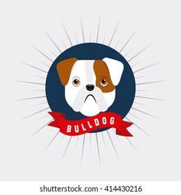 pet service design 