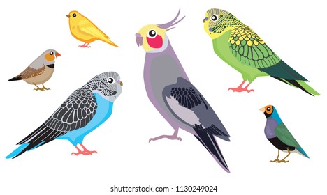 pet shop birds : corella, wavy parrots, zebra finch, gouldian finch, canary