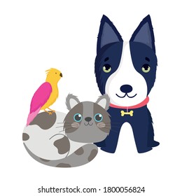 pet shop, black dog cat and bird animals domestic cartoon vector illustration