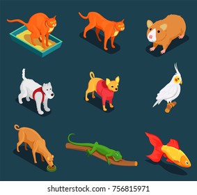 Pet shop colorful isometric icons set with guinea pig cat dog lizard on dark background vector illustration 