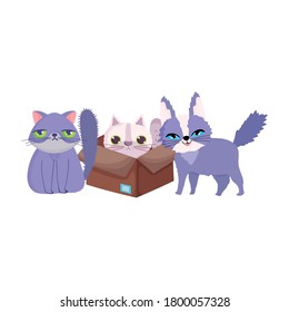pet shop, ugly and fluffy cats in box animal domestic cartoon vector illustration