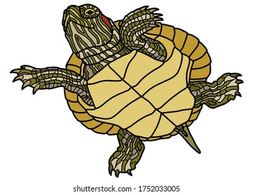 2,831 Turtle yellow ears Images, Stock Photos & Vectors | Shutterstock