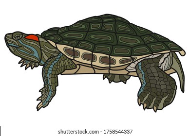 5,289 Box turtle Images, Stock Photos & Vectors | Shutterstock