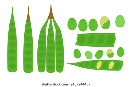 Petai or pete kupas.Parkia speciosa.Stink bean or bitter bean.Tropical food.Plantor vegetable.Thai and asian ingredients food.Graphic.Sign, symbol, icon or logo isolated.Cartoon vector illustration.