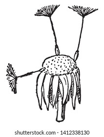 Petal, sepal and stamens attached to ovary. Fruit is almost dry. After the fruit is matured, the floral structure present at present will still appear on it, vintage line drawing or engraving