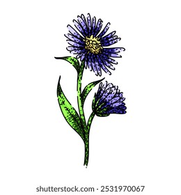 petals aster hand drawn. garden daisy, autumn wildflower, bouquet colorful petals aster vector sketch. isolated color illustration