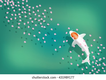 Petals of cherry blossoms. Colored carp.Nishikigoi.