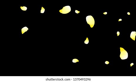 Petals of flowers. Yellow flying petals. Flower design. Spring pattern. Delicate style.
