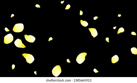 Petals of flowers. Yellow flying petals. Flower design. Spring pattern. Delicate style.

