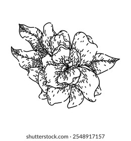 pétalas gardênia mão desenhada. perfume flor, perfume ornamental, horticultura pétalas cultivo gardênia vetor esboço. ilustração preta isolada