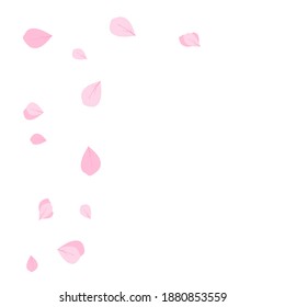 Sakura​ petals  on​ white​ background​ vector​ illustration.