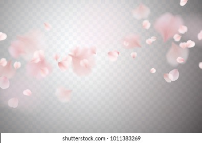 Petals Of Rose Isolated On Transparent Background. Realistic Pink Sakura Falling Petals Pattern. Flying Blossom Cherry Flower Elements For Romantic Wedding Invitation Design.