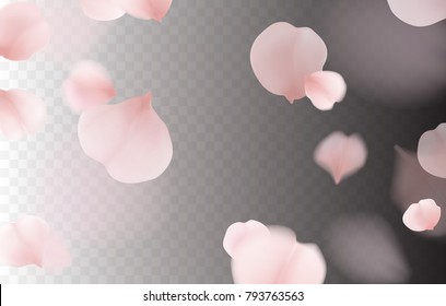 Petals of rose isolated on transparent background. Realistic pink sakura falling petals pattern. Flying blossom cherry flower elements for romantic wedding invitation design.