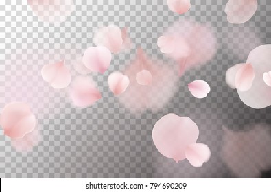 Petals of rose isolated on transparent background. Realistic pink sakura falling petals pattern. Flying blossom cherry flower elements for romantic wedding invitation design.