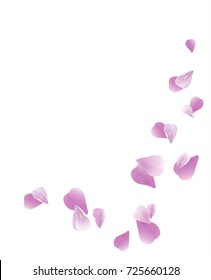 Petals Roses Flowers. Purple Violet Sakura flying petals isolated on white background. Vector EPS 10, cmyk