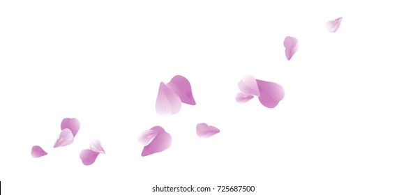 Petals Roses Flowers. Purple Violet Sakura flying petals isolated on white background. Vector EPS 10, cmyk