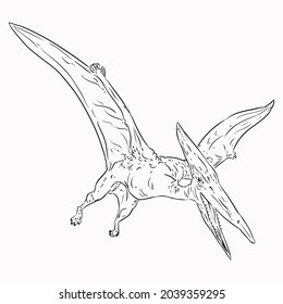 peteranodon sketch art hand draw vector illustration