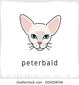 Peterbald : Cat Breed Collection : Vector Illustration