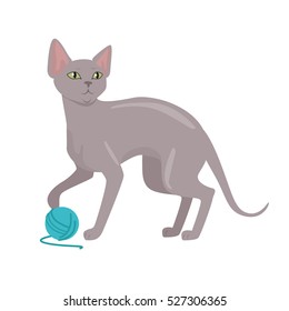 Peterbald cat breed. Cute bald cat playing with ball of yarn flat vector illustration isolated on white background. Purebred pet. Domestic friend and companion animal. For pet shop ad, hobby concept