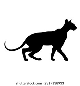 Peterbald cat silhouette cat breeds vector