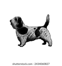 Petit Basset Griffon Vendéen dog hand drawing vector isolated on white background.