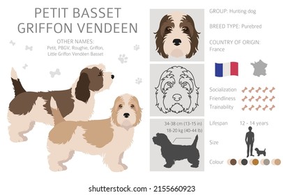 Petit Basset Griffon Vendeen clipart. Different poses, coat colors set.  Vector illustration