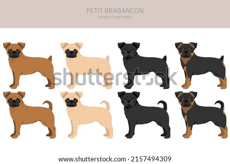 Petit Brabancon, Small Belgian dogs clipart. Different poses, coat colors set.  Vector illustration
