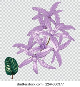 Petrea volubilis flower drawing vector illustrations. Botanical floral hand drawn element.