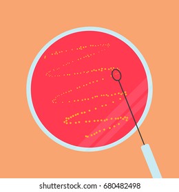 Petri dish with agar, bacteria and inoculation loop, vector illustration in flat style isolated on the background.. Eps10