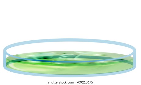 Petri Dish with Bacteria, Colony - Vector Illustration