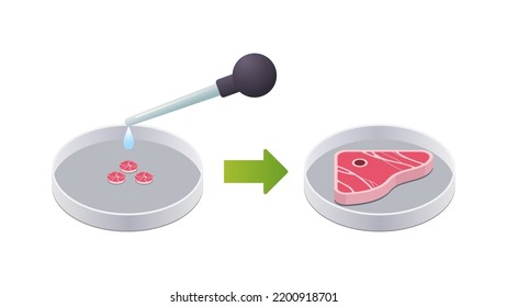 Petrischale mit Rindersteak gezüchtetes rotes Fleisch aus Tierzellen künstliches Laborfleisch