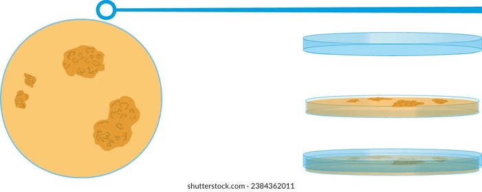 Petri dish or microorganism culture plate with agar agar seen from above and side view with lid and without lid and a culture loop or inoculating loop