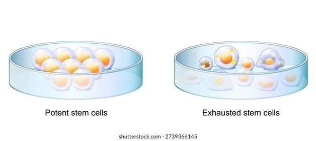 Petri dish with Stem cells culture. Youthful Potent stem cells and exhausted stem cells. hallmark of biological aging. Vector illustration. Medical diagram