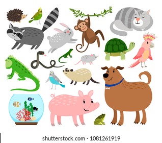 Pets animals. Cartoon home animals vector illustration for animal shop like budgie and gerbil, rabbit and snake isolated on white background