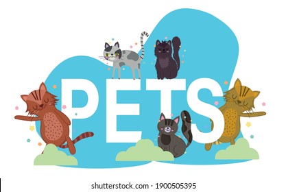 pets cats feline animals with text cartoon design vector illustration