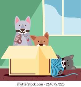 pets cats playing with box and wool