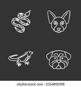 Pets chalk icons set. Python, pug, iguana, Canadian Sphynx. Isolated vector chalkboard illustrations