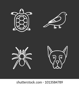 Pets chalk icons set. Tortoise, canary, spider, Doberman Pinscher. Isolated vector chalkboard illustrations